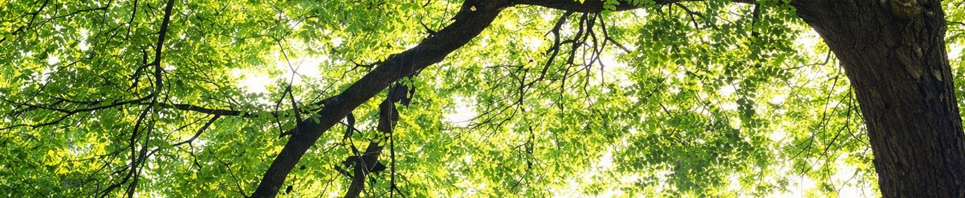 AMÉLIOREZ VOTRE QUALITÉ DE VIE AVEC UN EXPERT EN SANTÉ NATURELLE